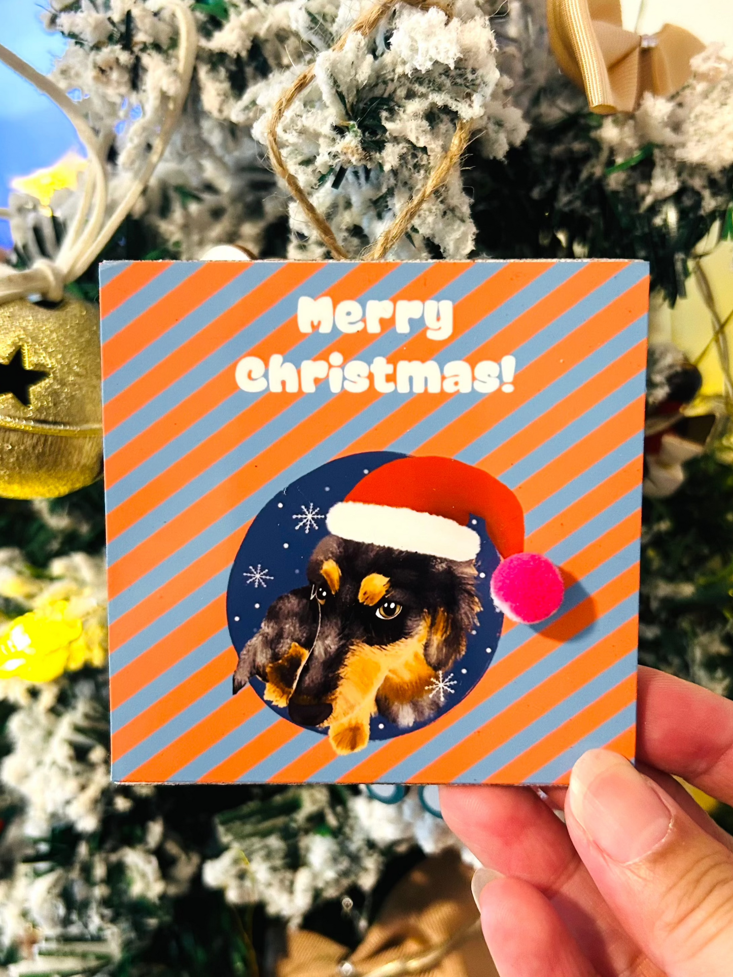 Christmas With Dachshund (featuring a cute pom pom)